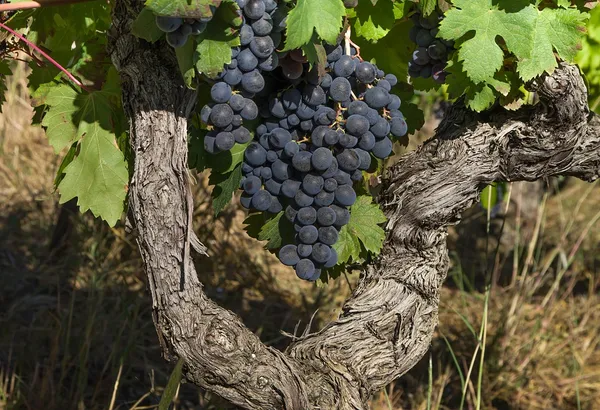 Weinstock mit roten Weintrauben