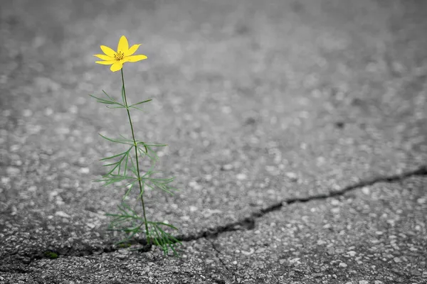 Quelle: leuchtturm81_René_Schindler_Pixabay Blume wächst aus Beton