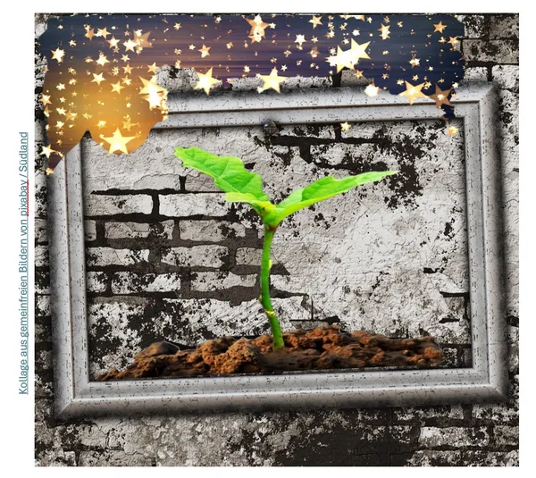 zarte grüne Pflanze vor grauen Mauern mit glitzernden Sternen